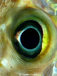 eye off the yellowspotted burrfish.
(cropped and some sa... by Cigdem Cooper 
